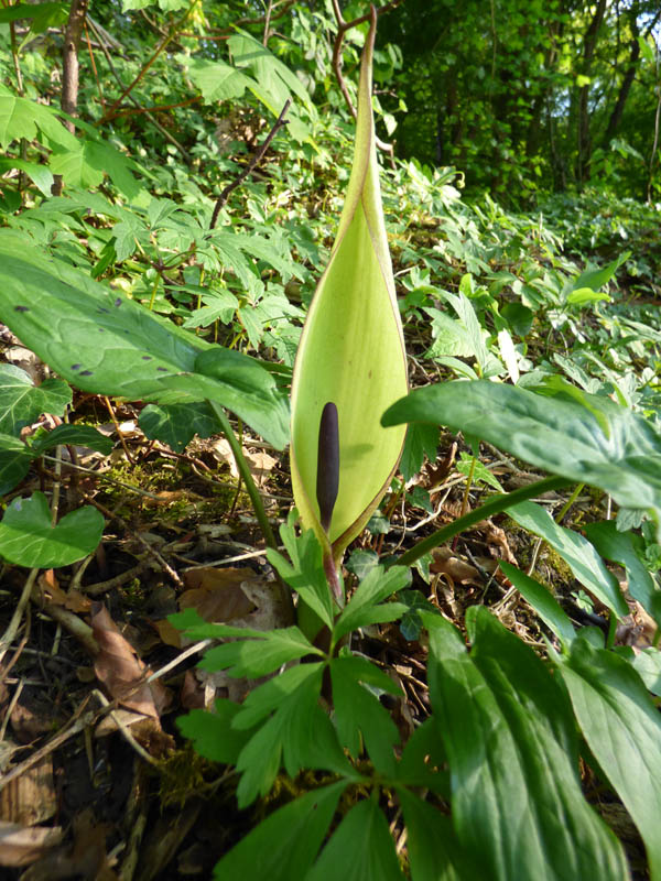 Arum maculatum